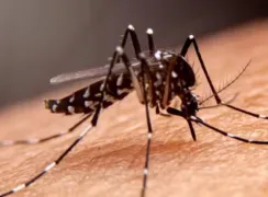 Imagem ilustrativa da imagem Bahia registra 63 mortes por dengue
