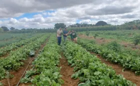 Imagem ilustrativa da imagem Agricultores de Irecê recebem visita do projeto Bahia Sem Fome