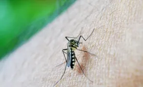 Imagem ilustrativa da imagem Bahia registra 160 mil casos prováveis de dengue