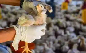 Imagem ilustrativa da imagem Transmissão da gripe aviária para pessoas é uma 'enorme preocupação'