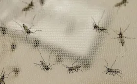 Imagem ilustrativa da imagem Programa de educação ambiental promove semana de combate à dengue